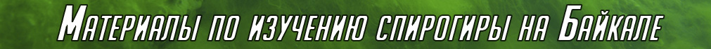 Материалы по изучению спирогиры на Байкале